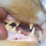 hayvanlarda diş tedavisi