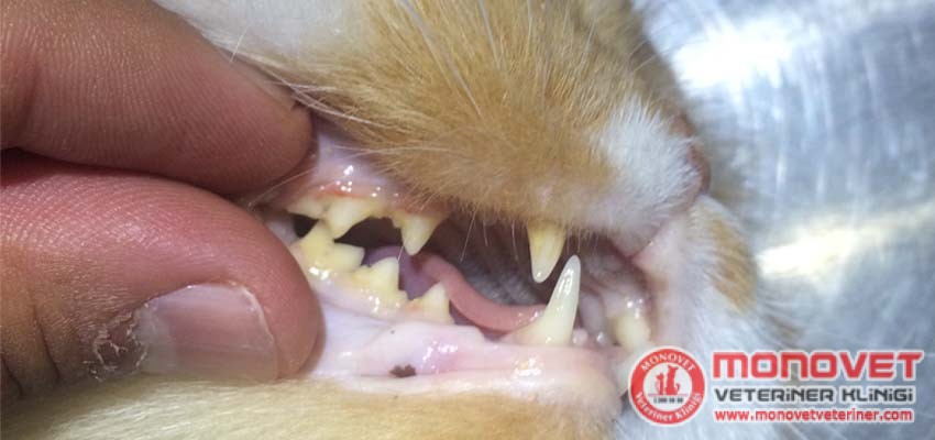 hayvanlarda diş tedavisi