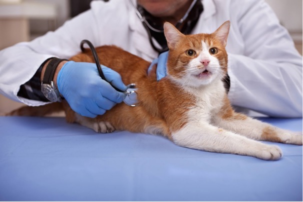 Kedi Kısırlaştırma, Kedilerde check up